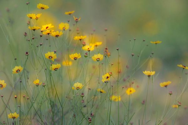 Jones, Adam 아티스트의 Soft focus view of coreopsis flowers-Rio Grande Valley-Texas작품입니다.